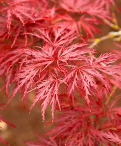 Fast Growing Trees Red Dragon Japanese Maple Tree 10 Fast Growing Trees Red Dragon Japanese Maple Tree