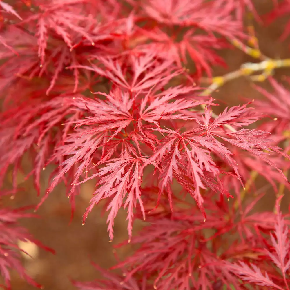 Fast Growing Trees Red Dragon Japanese Maple Tree 6 Fast Growing Trees Red Dragon Japanese Maple Tree