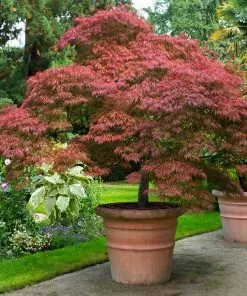 Fast Growing Trees Red Dragon Japanese Maple Tree