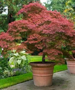 Fast Growing Trees Red Dragon Japanese Maple Tree