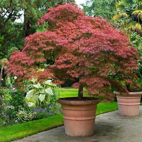 Fast Growing Trees Red Dragon Japanese Maple Tree 3 Fast Growing Trees Red Dragon Japanese Maple Tree