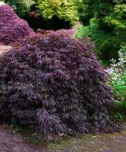 Fast Growing Trees Tamukeyama Japanese Maple Tree 10 Fast Growing Trees Tamukeyama Japanese Maple Tree