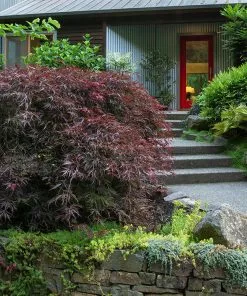 Fast Growing Trees Tamukeyama Japanese Maple Tree