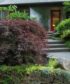 Fast Growing Trees Tamukeyama Japanese Maple Tree
