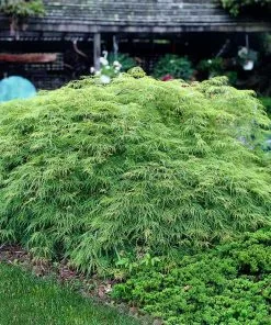 Fast Growing Trees Weeping Japanese Maple 'Viridis' Tree 10 Fast Growing Trees Weeping Japanese Maple 'Viridis' Tree