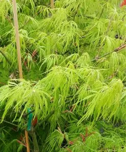 Fast Growing Trees Weeping Japanese Maple 'Viridis' Tree 11 Fast Growing Trees Weeping Japanese Maple 'Viridis' Tree