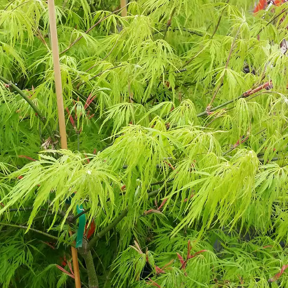 Fast Growing Trees Weeping Japanese Maple 'Viridis' Tree 6 Fast Growing Trees Weeping Japanese Maple 'Viridis' Tree