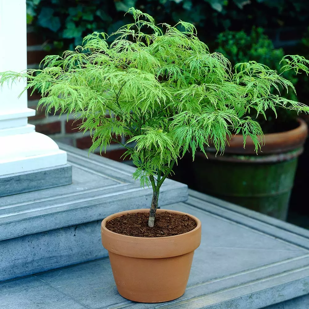 Fast Growing Trees Weeping Japanese Maple 'Viridis' Tree 8 Fast Growing Trees Weeping Japanese Maple 'Viridis' Tree