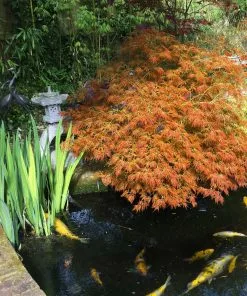Fast Growing Trees Weeping Japanese Maple 'Viridis' Tree 12 Fast Growing Trees Weeping Japanese Maple 'Viridis' Tree