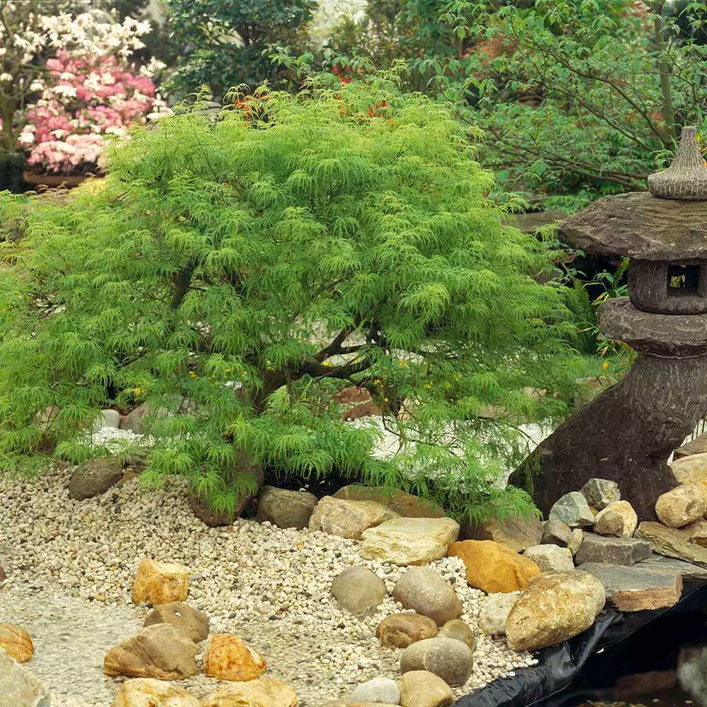 Fast Growing Trees Weeping Japanese Maple 'Viridis' Tree 4 Fast Growing Trees Weeping Japanese Maple 'Viridis' Tree