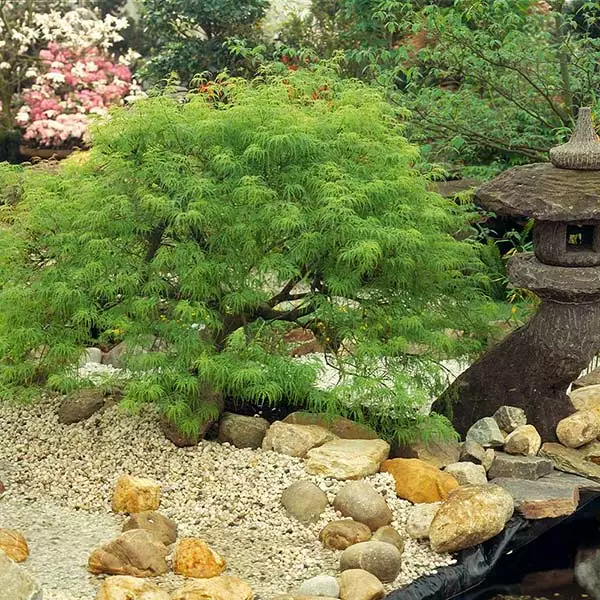 Fast Growing Trees Weeping Japanese Maple 'Viridis' Tree 3 Fast Growing Trees Weeping Japanese Maple 'Viridis' Tree