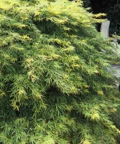 Fast Growing Trees Japanese Maples Waterfall Japanese Maple 9 Fast Growing Trees Japanese Maples Waterfall Japanese Maple