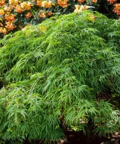 Fast Growing Trees Japanese Maples Waterfall Japanese Maple 10 Fast Growing Trees Japanese Maples Waterfall Japanese Maple