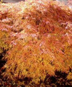 Fast Growing Trees Japanese Maples Waterfall Japanese Maple