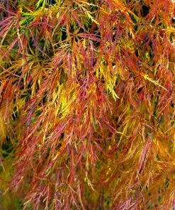 Fast Growing Trees Japanese Maples Waterfall Japanese Maple 11 Fast Growing Trees Japanese Maples Waterfall Japanese Maple