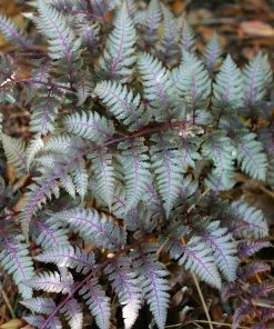 Fast Growing Trees Japanese Painted Fern 8 Fast Growing Trees Japanese Painted Fern