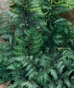 Fast Growing Trees Japanese Painted Fern 9 Fast Growing Trees Japanese Painted Fern