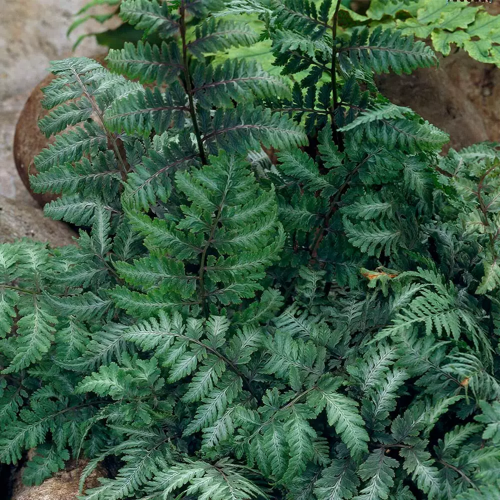 Fast Growing Trees Japanese Painted Fern 6 Fast Growing Trees Japanese Painted Fern