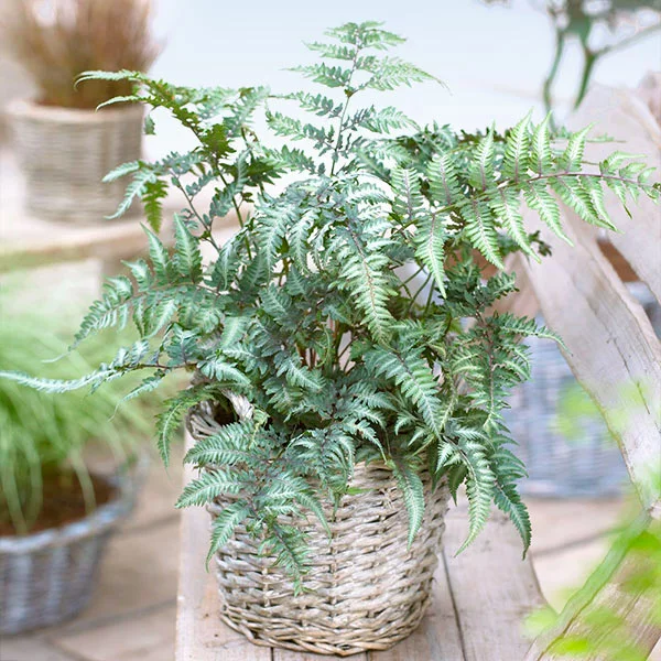 Fast Growing Trees Japanese Painted Fern 3 Fast Growing Trees Japanese Painted Fern