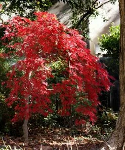 Fast Growing Trees Red Select Japanese Maple Tree Japanese Maples 12 Fast Growing Trees Red Select Japanese Maple Tree Japanese Maples