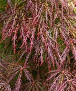 Fast Growing Trees Red Select Japanese Maple Tree Japanese Maples 11 Fast Growing Trees Red Select Japanese Maple Tree Japanese Maples