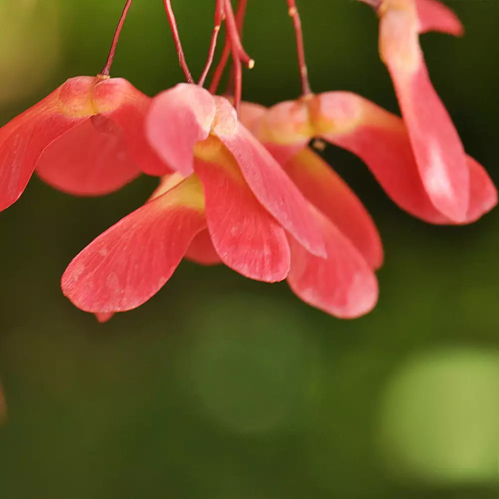 Fast Growing Trees Red Select Japanese Maple Tree Japanese Maples 8 Fast Growing Trees Red Select Japanese Maple Tree Japanese Maples