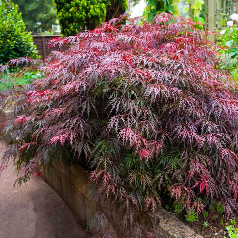 Fast Growing Trees Red Select Japanese Maple Tree Japanese Maples 5 Fast Growing Trees Red Select Japanese Maple Tree Japanese Maples