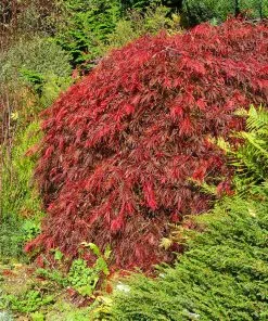 Fast Growing Trees Red Select Japanese Maple Tree Japanese Maples