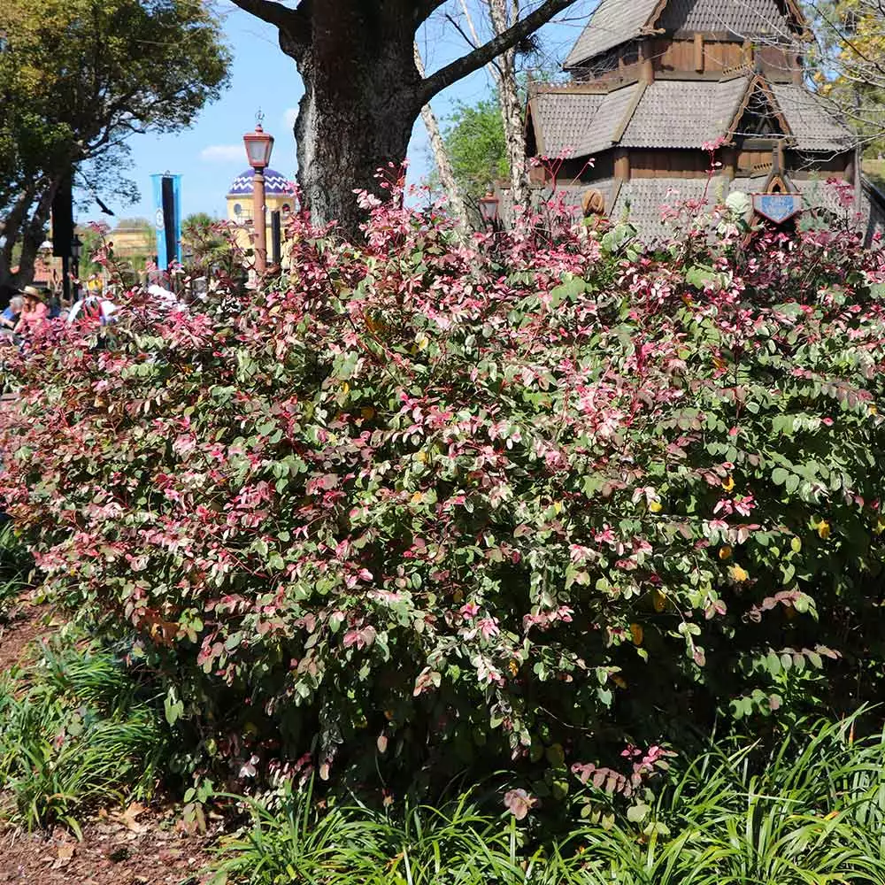 Fast Growing Trees Jazz Hands® Variegated Loropetalum 5 Fast Growing Trees Jazz Hands® Variegated Loropetalum
