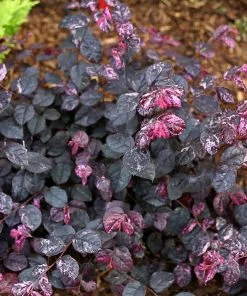 Fast Growing Trees Jazz Hands® Variegated Loropetalum 9 Fast Growing Trees Jazz Hands® Variegated Loropetalum