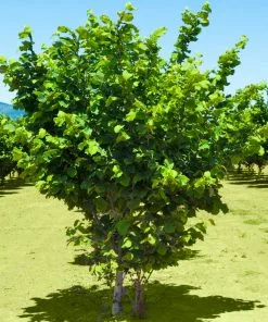 Fast Growing Trees Jefferson Filbert Hazelnut Tree Nut Trees 12 Fast Growing Trees Jefferson Filbert Hazelnut Tree Nut Trees