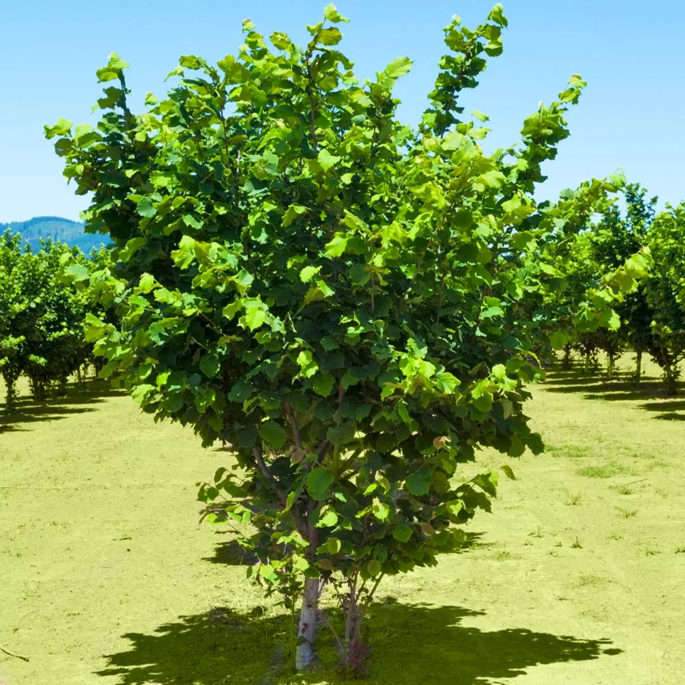 Fast Growing Trees Jefferson Filbert Hazelnut Tree Nut Trees 7 Fast Growing Trees Jefferson Filbert Hazelnut Tree Nut Trees