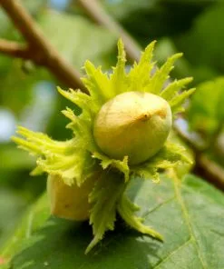 Fast Growing Trees Jefferson Filbert Hazelnut Tree Nut Trees