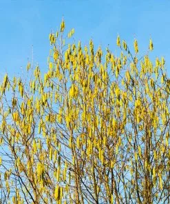 Fast Growing Trees Jefferson Filbert Hazelnut Tree Nut Trees 13 Fast Growing Trees Jefferson Filbert Hazelnut Tree Nut Trees