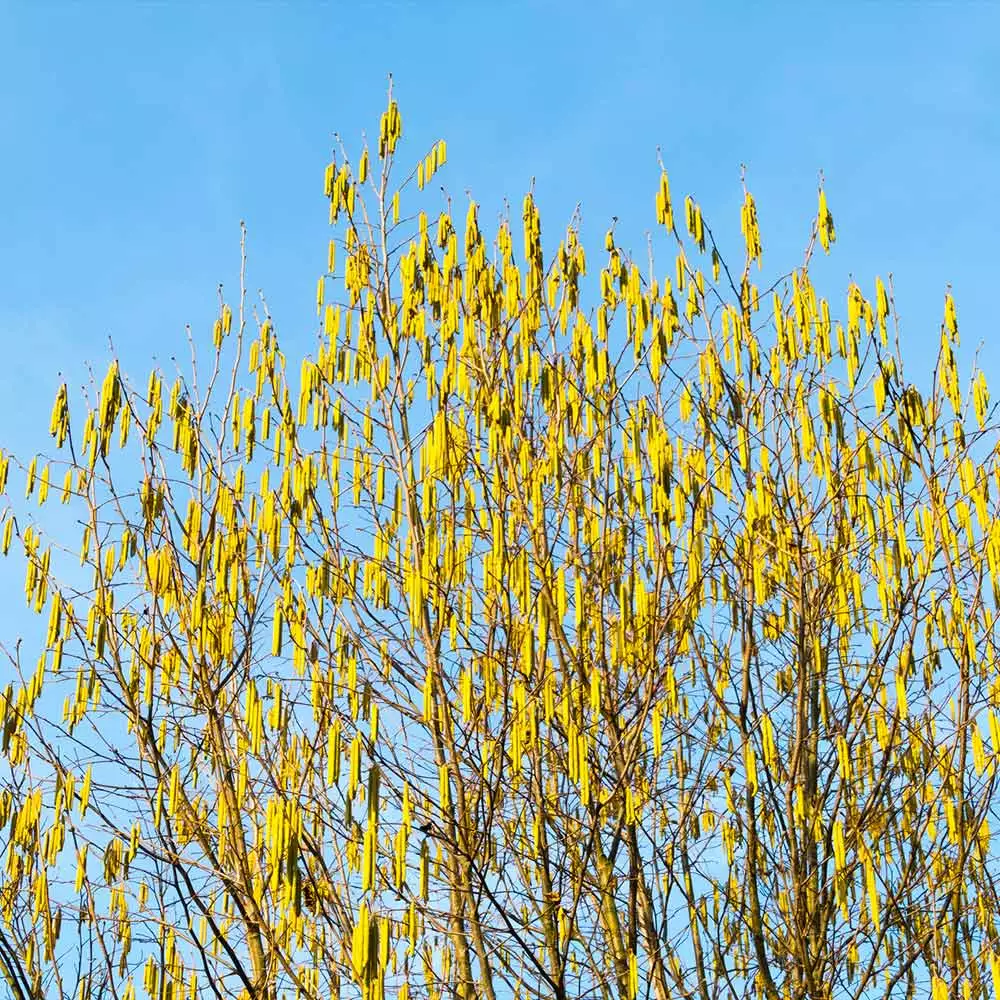 Fast Growing Trees Jefferson Filbert Hazelnut Tree Nut Trees 8 Fast Growing Trees Jefferson Filbert Hazelnut Tree Nut Trees
