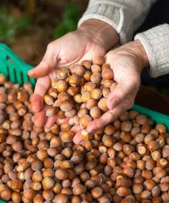 Fast Growing Trees Jefferson Filbert Hazelnut Tree Nut Trees 10 Fast Growing Trees Jefferson Filbert Hazelnut Tree Nut Trees