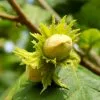 Fast Growing Trees Jefferson Filbert Hazelnut Tree Nut Trees 1 Fast Growing Trees Jefferson Filbert Hazelnut Tree Nut Trees