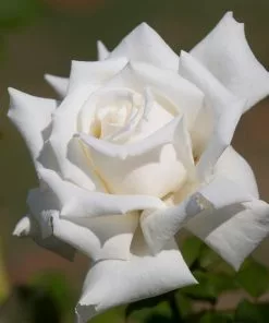 Fast Growing Trees John F. Kennedy Hybrid Tea Rose Shrub Roses