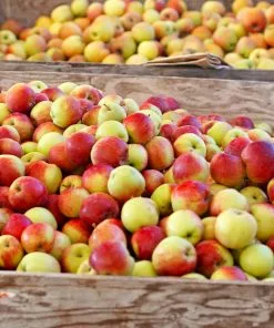 Fast Growing Trees Jonagold Apple Tree Apple Trees 8 Fast Growing Trees Jonagold Apple Tree Apple Trees