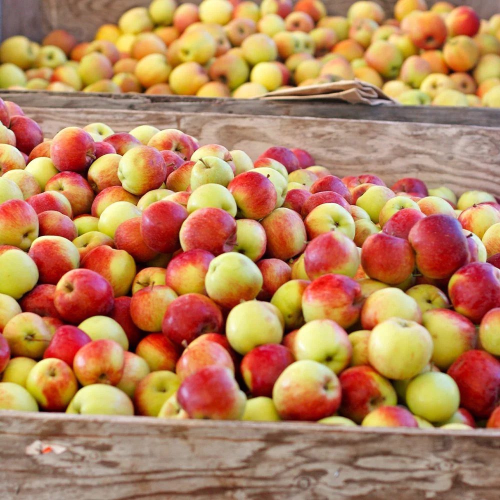 Fast Growing Trees Jonagold Apple Tree Apple Trees 5 Fast Growing Trees Jonagold Apple Tree Apple Trees