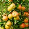 Fast Growing Trees Jonagold Apple Tree Apple Trees 1 Fast Growing Trees Jonagold Apple Tree Apple Trees