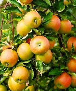 Fast Growing Trees Jonagold Apple Tree Apple Trees