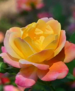 Fast Growing Trees Joseph's Coat Climbing Rose