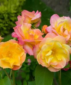 Fast Growing Trees Joseph's Coat Climbing Rose 8 Fast Growing Trees Joseph's Coat Climbing Rose