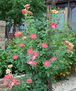 Fast Growing Trees Joseph's Coat Climbing Rose 9 Fast Growing Trees Joseph's Coat Climbing Rose