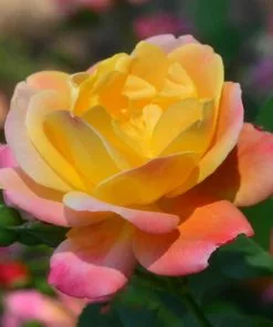 Fast Growing Trees Joseph's Coat Climbing Rose