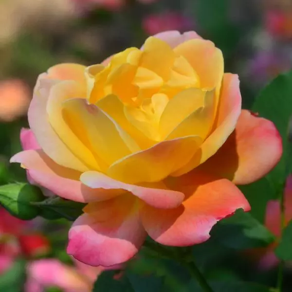 Fast Growing Trees Joseph's Coat Climbing Rose 3 Fast Growing Trees Joseph's Coat Climbing Rose