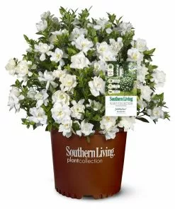 Fast Growing Trees Gardenias Jubilation Gardenia Shrub 9 Fast Growing Trees Gardenias Jubilation Gardenia Shrub