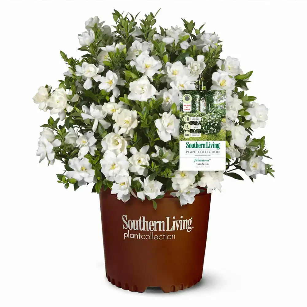 Fast Growing Trees Gardenias Jubilation Gardenia Shrub 5 Fast Growing Trees Gardenias Jubilation Gardenia Shrub
