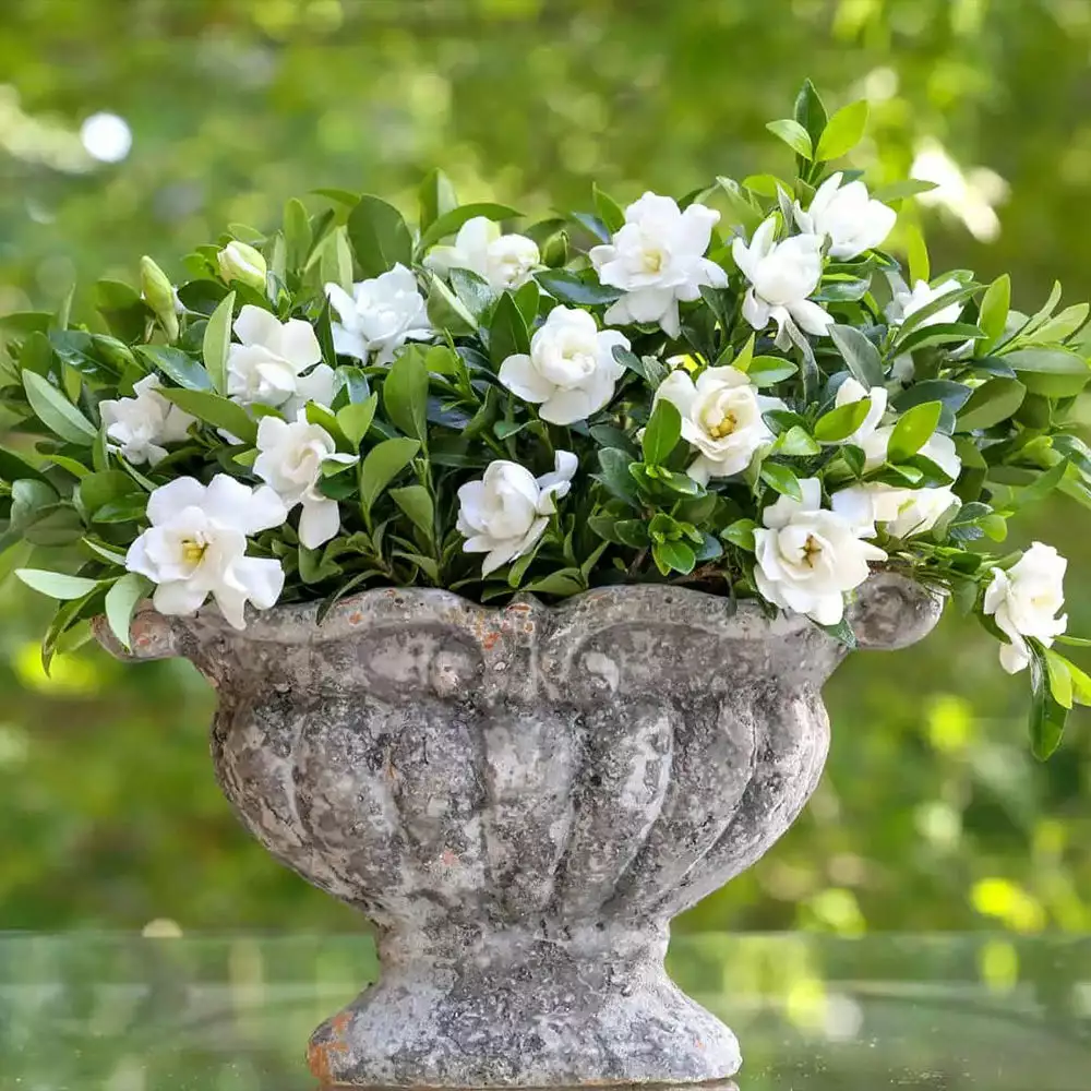 Fast Growing Trees Gardenias Jubilation Gardenia Shrub 4 Fast Growing Trees Gardenias Jubilation Gardenia Shrub